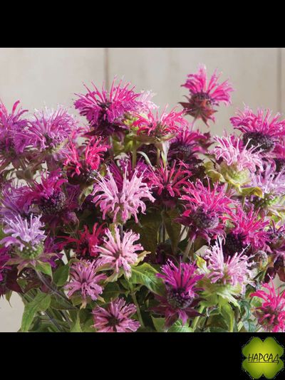 МОНАРДА ДВОЙЧАТАЯ "ПАНОРАМА МИКС"