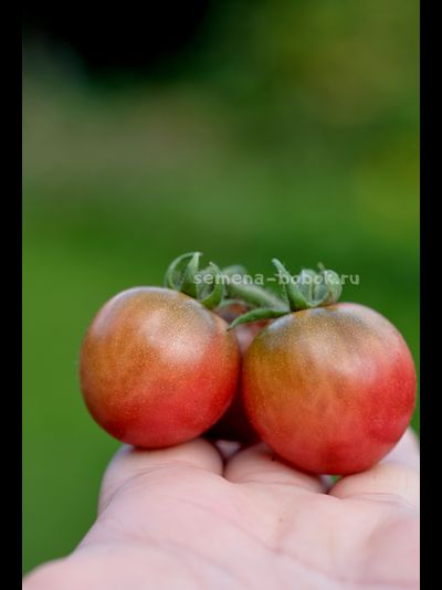 Томат Гном Противоречия (Controversy), 10 шт