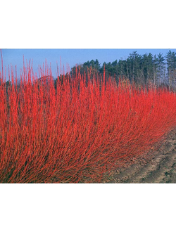 Дерен отпрысковый "Кардинал" ,С2,40-60