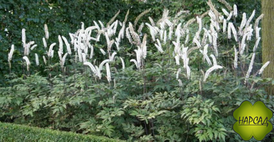 ЦИМИЦИФУГА (КЛОПОГОН) "ВАЙТ ПЕРЛ"