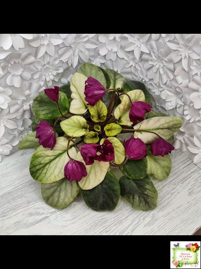 ЕК-Лампа Желаний (Е. Коршунова) 2021 г. (лист посажен 12.10.25)