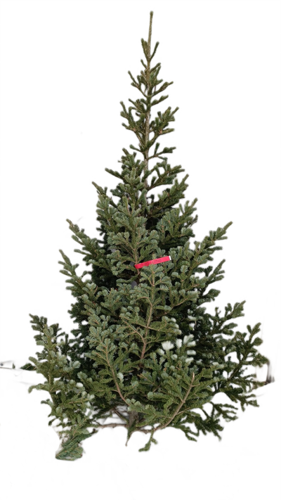 Пихта Сибирская 1,5 м  - 1,75 м