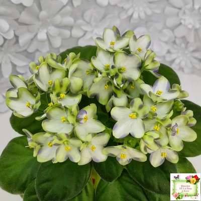 Марина Цветаева (А.Басенина) 2017 г. химера (сорт укоренённый пасынок)