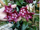 Hoya cv. Kaimuki