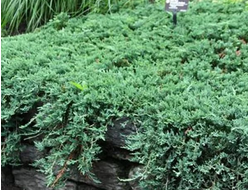 Можжевельник горизонтальный Вилтони ( Wiltonii), 2,0 л