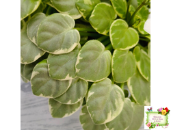 Ва-Банк (Л. Мещерякова) листовая химера (стартер сорт)