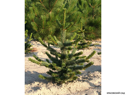 Сосна Остистая - Pinus Aristata