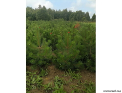 Сосна крымская черная Pínus Pallasiana - фото саженца - красовский-сад.рф