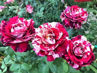 Хулио Иглесиас (Julio Iglesias), Ч/Г,   Meilland