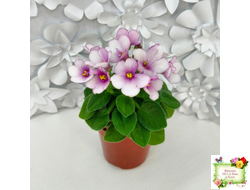 ЛЕ-Колибри (Е. Лебецкая) (3 листа посажены в 1 стак. 20.10.25)