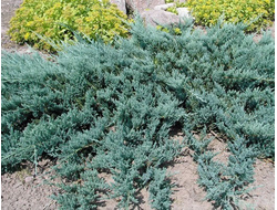 Можжевельник горизонтальный Blue Chip, 2,0 л