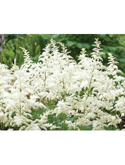 Астильба Арендса Браутшлейер, С3