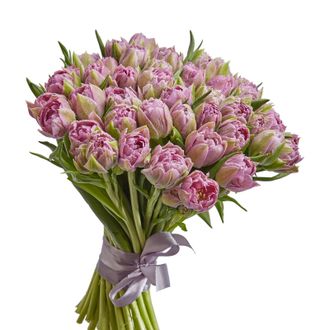 51 фиолетовыЙ тюльпан