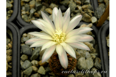  Gymnocalycium bruchii ssp.melojeri VG-272