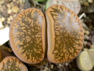 Lithops aucampiae C061 - 10 семян