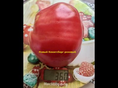 Томат Новый Кенигсберг розовый