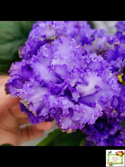 БР-Маленькое Счастье (С. и Н. Буркацкие) 2020 г.