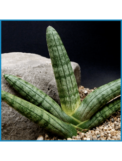 Sansevieria cylindrica 'Boncel'