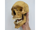 череп, ариец, офицер, фриц, кость, скелет, черепок, skull, голова, труп, человек, лицо, останки