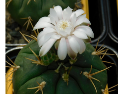 Gymnocalycium eurypleurum P 434 - 5 семян