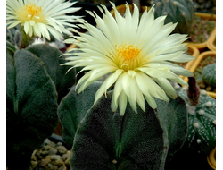 Astrophytum myriostigma v.strongylogonum (1172) - 10 семян