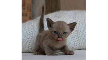 соболиный котик