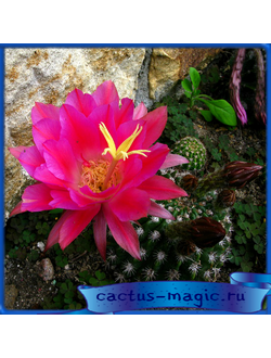 Echinopsis kermesina R 174