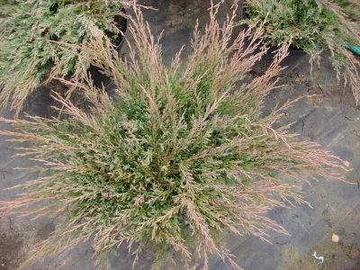 можжевельник горизонтальный "андорра компакта"