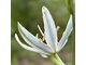 Camassia leichtlinii Anna