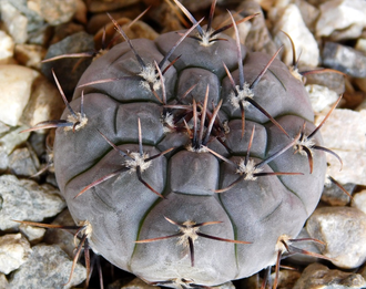 Gymnocalycium esperanzae VG-1306 (D=30 мм)
