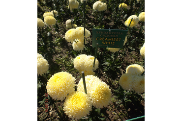 CREAMIEST  WHITE.
Интродукция НБС