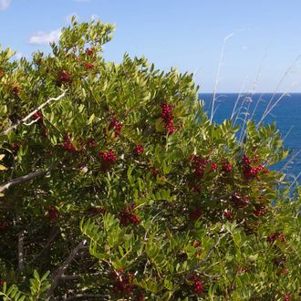 Фисташка мастиковая, Мастиковое дерево (Pistacia lentiscus) 5 г - 100% натуральное эфирное масло