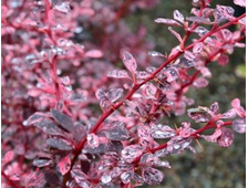 Барбарис Тунберга (сорт 'Rose Glow'), ЗКС