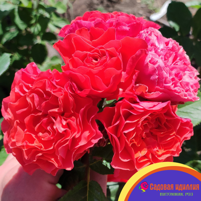 Леди оф Белград (Lady of Belgrade)