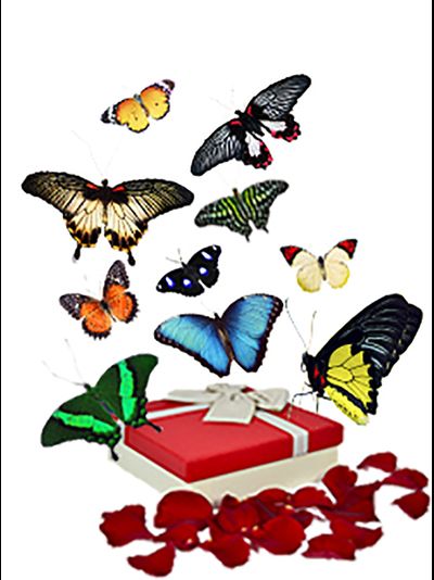 Салют из 10 тропических бабочек . Микс !