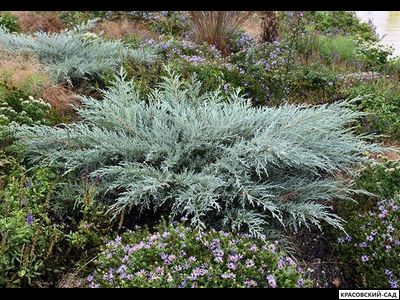 Можжевельник виргинский Грей Оул - Grey Owl