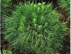 Сосна горная Varella, C3