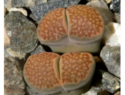 Lithops hallii (2) - 10 семян