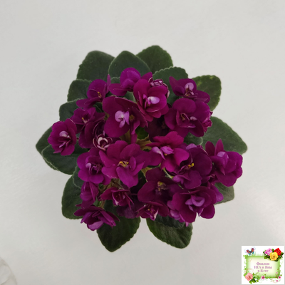 Precious Red (H. Pittman) (9724) 01/15/2007