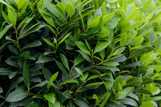 Лавр (Laurus nobilis) Абхазия, молодые листья (5 мл) - 100% натуральное эфирное масло