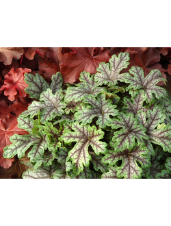 ГЕЙХЕРЕЛЛА КОРДИФОЛИЯ ( HEUCHERELLA CORDIFOLIA)