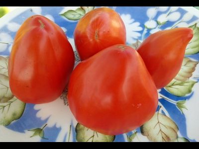 Томат Остроконечное сердце Марека (Marek's Pointy Heart) США