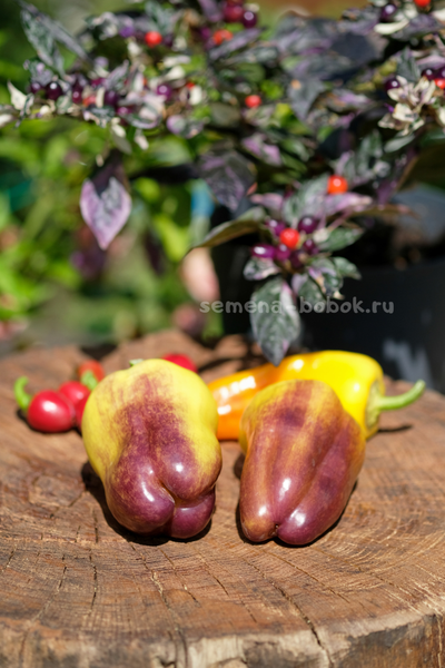 Перец сладкий Blot (Клякса), 10 шт