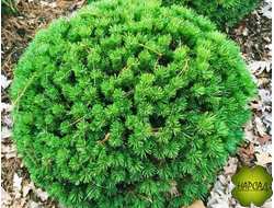 Сосна горная "БЕНДЖАМИН" супер-карлик (саженец 20х20 см)