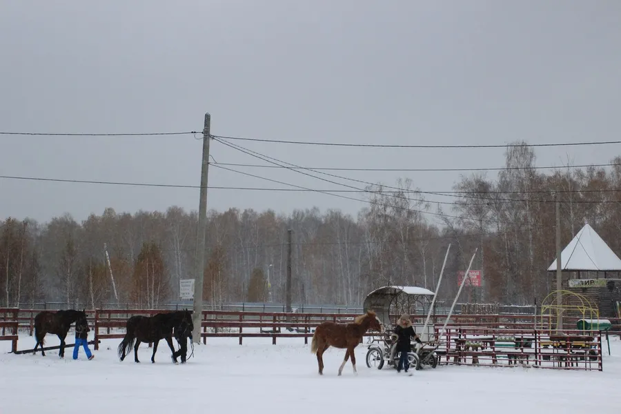 Конный клуб "Добрая лошадка"