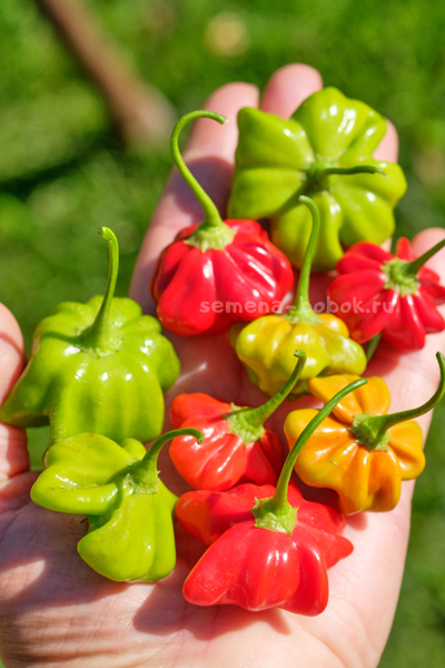 Перец острый Brazilian Starfish (Бразильская Морская Звезда), 10 шт