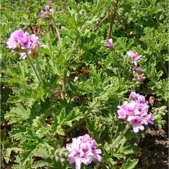 Герань бурбон (Pelargonium graveolens), Мадагаскар (5 мл) - 100% натуральное эфирное масло