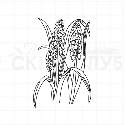 ФП штамп "Мускари"