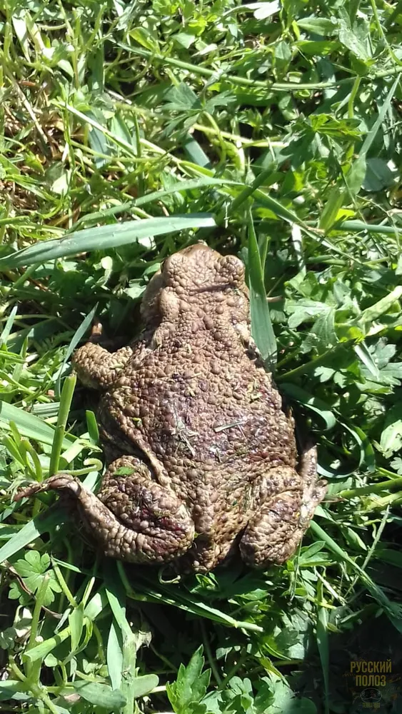 Серая жаба, Bufo bufo