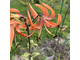 Lilium lancifollium “Fukurin Fu”